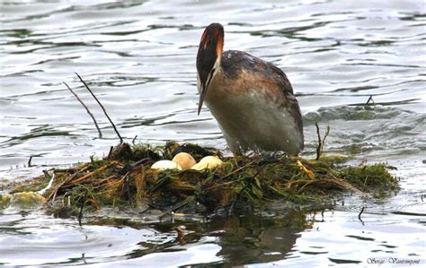 Great Crested Grebe - Podiceps cristatus female adult - seva68531