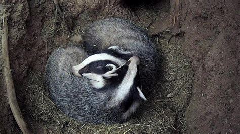 Badgers Secret World Uncovered By Hidden Cameras | Discover Wildlife | Robert E Fuller - YouTube