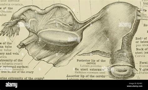 . An atlas of human anatomy for students and physicians. Anatomy ...