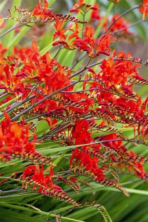 How To Grow And Care For Crocosmia (Coppertips) | Plants, Late summer ...