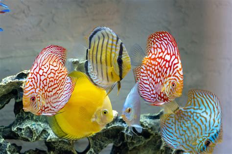 Discus Fish Aquarium - Free photo on Pixabay