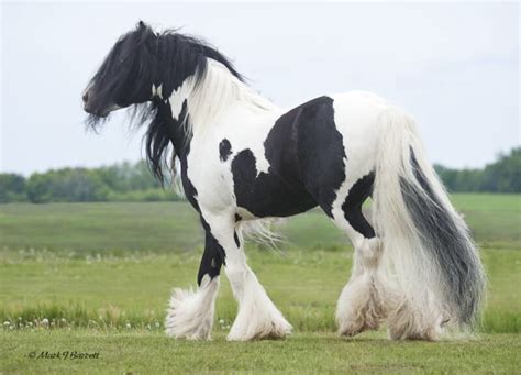 Worlds Most Beautiful Horse Breeds From Around the World - HubPages