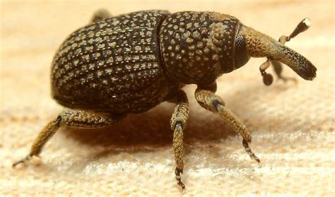 Rice Weevil Bite, Damage, Life Cycle, Control - BigBear Pest Control