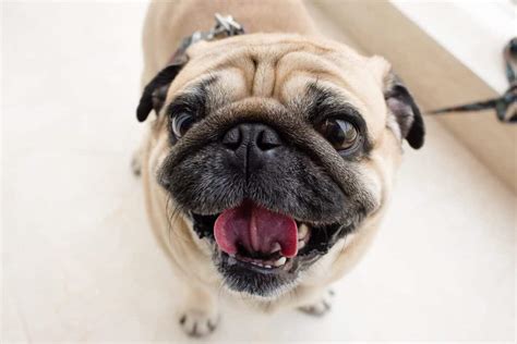 How to clean your pug’s wrinkles