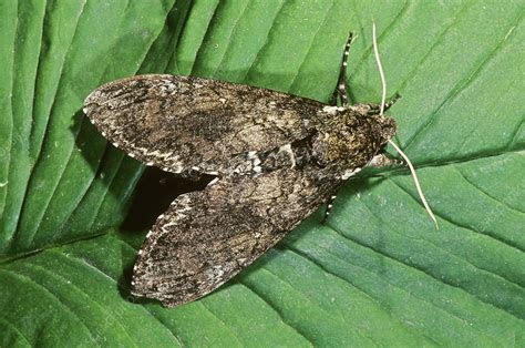 Tomato Hornworm Moth - Stock Image - C002/1592 - Science Photo Library