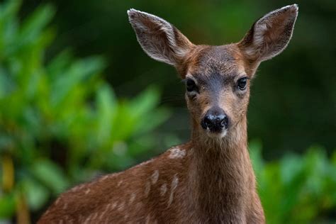 Oh Deer! It's Fawn Season! - Whidbey Camano Land Trust