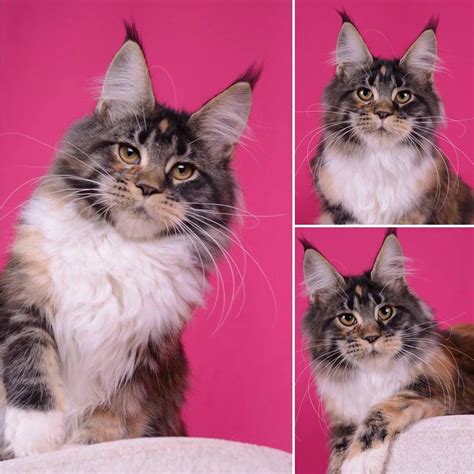 Udacha AkellaLeader girl, f 09 22 Pretty Cats, Beautiful Cats, Cat Purr, Maine Coon, Purring ...