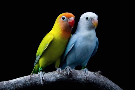 Bird Care 101: A Primer for New Pet Parents