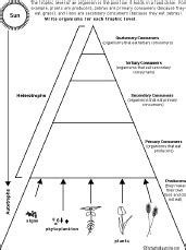 Food Chain Trophic Levels - Worksheet: EnchantedLearning.com