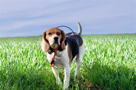 5 Best Beagle GPS Tracking Collars | MyPetCareJoy