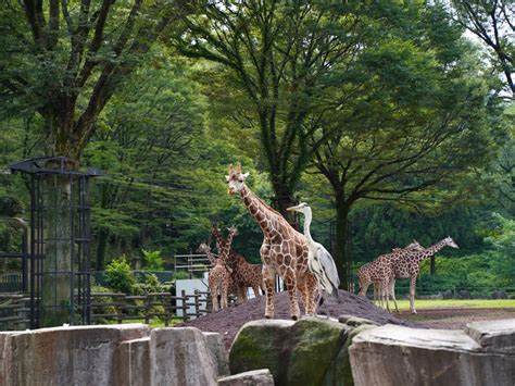 るくて ベスト - 通販 - PayPayモール zoo ZOZOTOWN PayPayモール店 をまとう - www ...