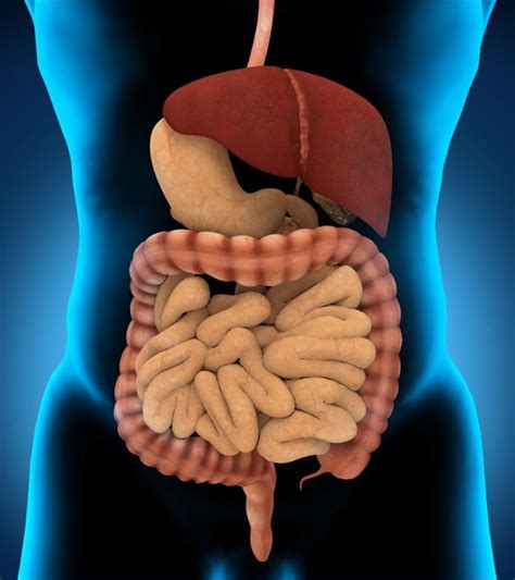 What Is the Role of Enzymes in the Body? (with pictures)