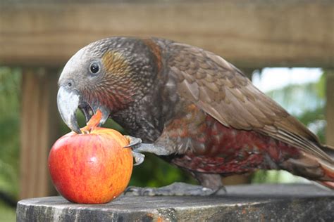 Parrot talk: The Kaka