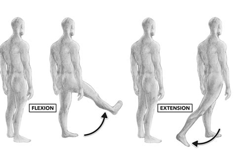 normal hip flexion range of motion Archives - Samarpan Physiotherapy Clinic