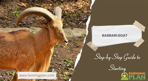 Barbari Goat: Step-by-Step Guide to Starting - Farming Plan