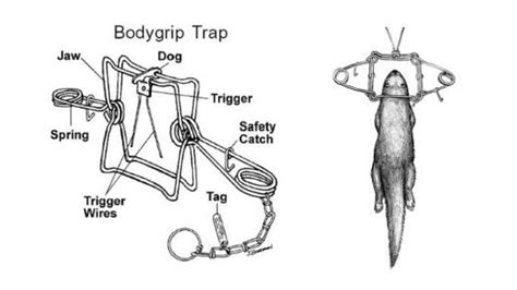 The Best Conibear Traps, Sets, and Sizes for Survival Trapping - TruePrepper