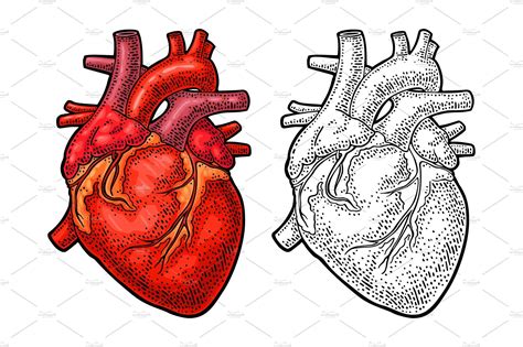 Human anatomy heart. Vector color | Human heart drawing, Engraving ...