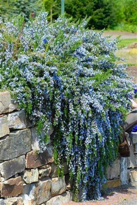 Creeping Rosemary - Plants4Home