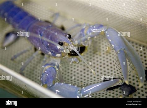 Baby Lobster High Resolution Stock Photography and Images - Alamy