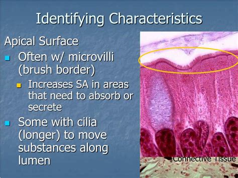 PPT - Tissues Introduction Epithelial Tissue Classification Glands PowerPoint Presentation - ID ...