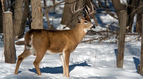 How Long is Deer Hunting Season? » Maximum Hunt