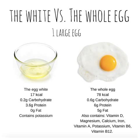 egg protein yolk or white