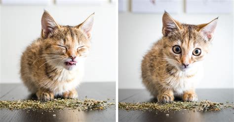 I Take Photos Of Cats High On Catnip, And It’s Sooo Much Fun (19 Pics) | Bored Panda