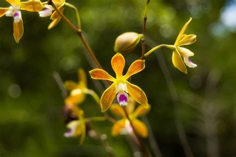 Butterfly Orchid (Encyclia tampensis) | Rich Leighton