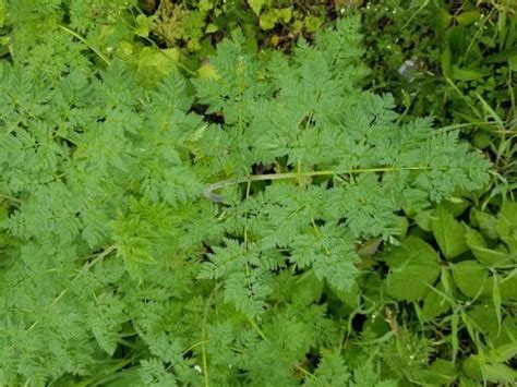 Poison Hemlock, a Deadly Invasive Plant – GrowIt BuildIT