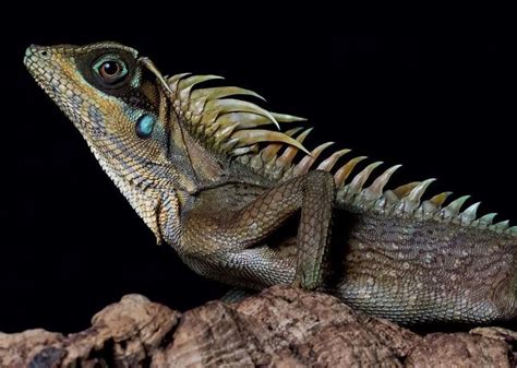 mountain horned dragon | Lizard, Animals, Dragon