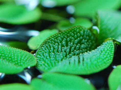 Salvinia natans en plante de surface : expérience : Flore aquatique (plantes et algues d'eau ...