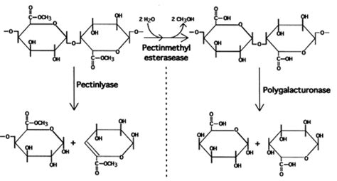 Different types of pectinases and their action mechanisms on pectin ...