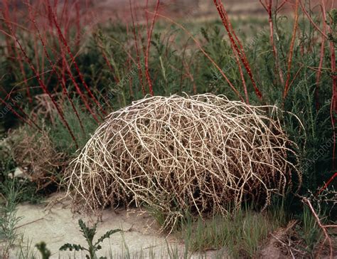 Tumbleweed. - Stock Image - B720/0052 - Science Photo Library