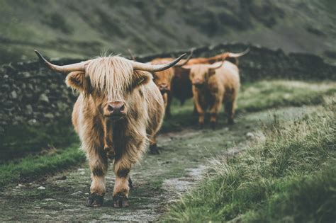 highland cows 4k HD Wallpaper