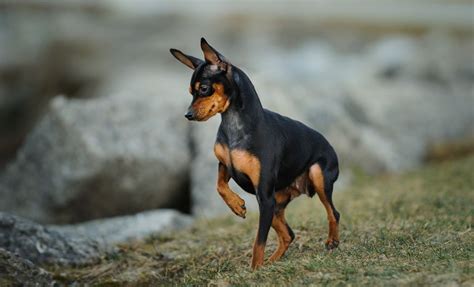 Miniature Pinscher (Min Pin): Full Profile, History, and Care