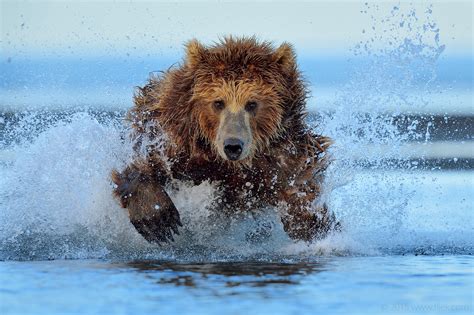 Alaska fishing bear goes viral …and for sale! – Life/Nature