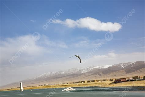 Photograph Of Birds In Qinghai Lake Background And Picture For Free Download - Pngtree