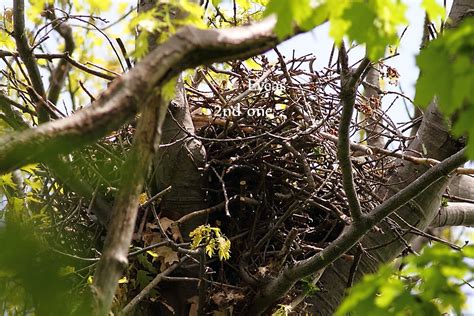 Red-Tailed Hawk Nest 2009-2017: Red Tailed Hawk Nest