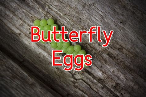 Butterfly Eggs: Life Cycle, Laying, Hatching, Identification, & More