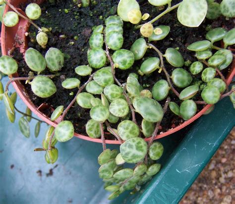 The Ultimate Guide to Peperomia Varieties | Houseplant Resource Center