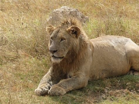 Ngorongoro Crater lion - TOP OF AFRICA