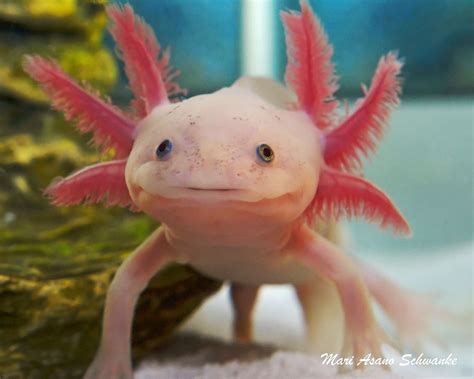 axolotl pet - Google Search | Axolotl, Axolotl cute, Animals beautiful