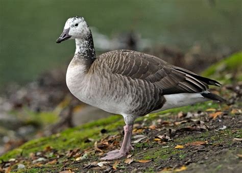 Bird Hybrids: Snow Goose x Canada Goose