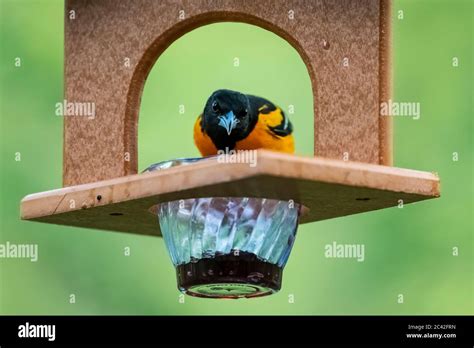 Baltimore Oriole, Icterus galbula, male coming to a grape jelly feeder in spring in central ...