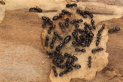 How to Identify a Carpenter Ant Queen | Terminix