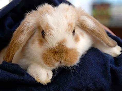 Holland Lop Rabbit Breed Information | Caring Guide | UK Pets