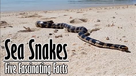 Five Facts about Sea Snakes - YouTube