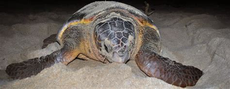 Boa Vista Turtle Watching Tour | musement