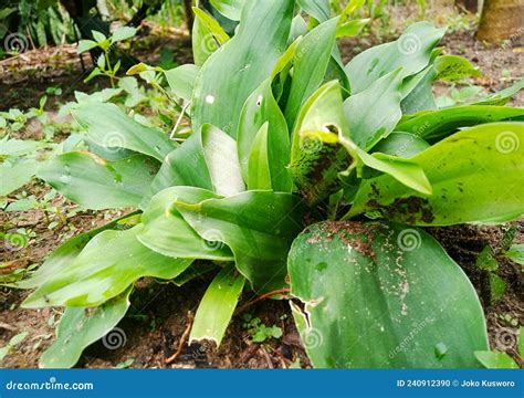 Kencur plant stock photo. Image of kencur, spicy, freshsoft - 240912390