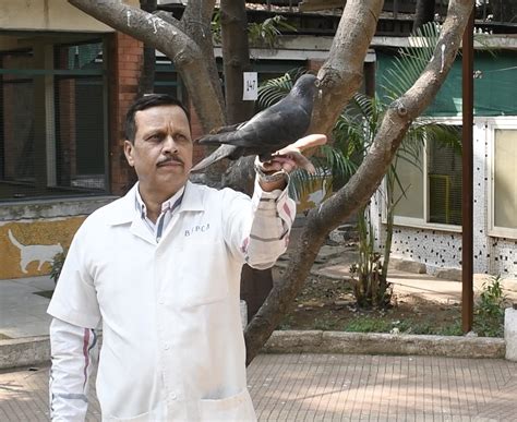 Chinese ‘spy’ pigeon flies free after 8 months of Indian detention - EFE Noticias